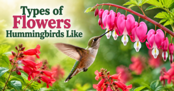 Types of Flowers Hummingbirds Like