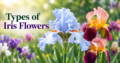 Types of Iris Flowers