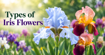 Types of Iris Flowers