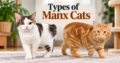 types of Manx Cats