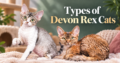 Types of Devon Rex Cats