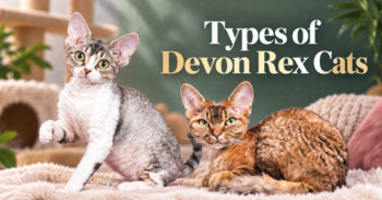Types of Devon Rex Cats