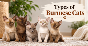 Types of Burmese Cats