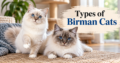 Types of Birman Cats