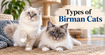 Types of Birman Cats