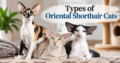 Types of Oriental Shorthair Cats