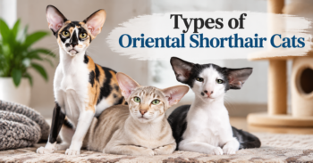 Types of Oriental Shorthair Cats