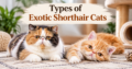types of Exotic Shorthair cats