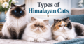 Types of Himalayan Cats