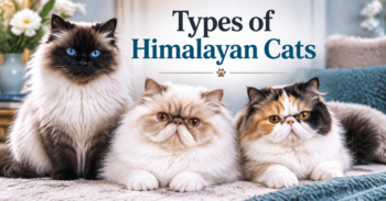 Types of Himalayan Cats