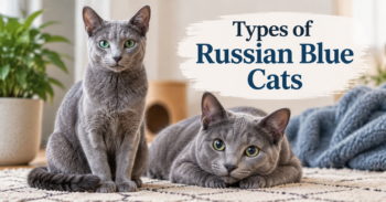 Types of Russian Blue Cats