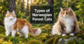 Types of Norwegian Forest Cats