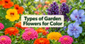 Types of Garden Flowers