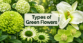 Types of Green Flowers