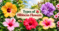 Types of Hibiscus Flowers