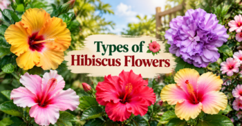 Types of Hibiscus Flowers