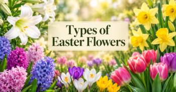 Types of Easter Flowers