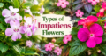 Types of Impatiens Flowers