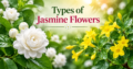 Types of Jasmine Flowers