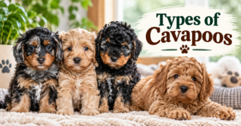 Types of Cavapoos