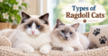 Types of Ragdoll Cats