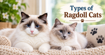 Types of Ragdoll Cats