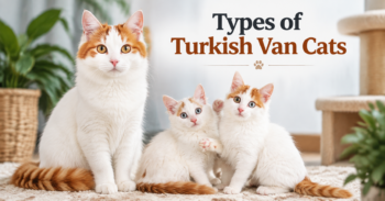 Turkish Van cats
