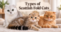 Types of Scottish Fold Cats