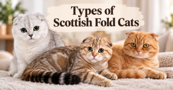 Types of Scottish Fold Cats