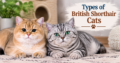 Types of British Shorthair Cats