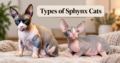Types of Sphynx Cats: