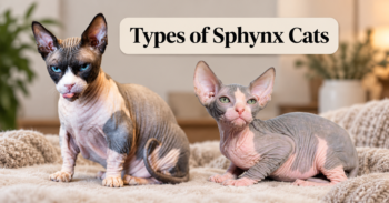 Types of Sphynx Cats: