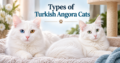 types of Turkish Angora Cats