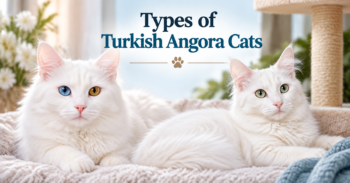 types of Turkish Angora Cats