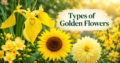 Types of Golden Flowers