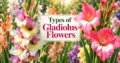 Types of Gladiolus Flowers