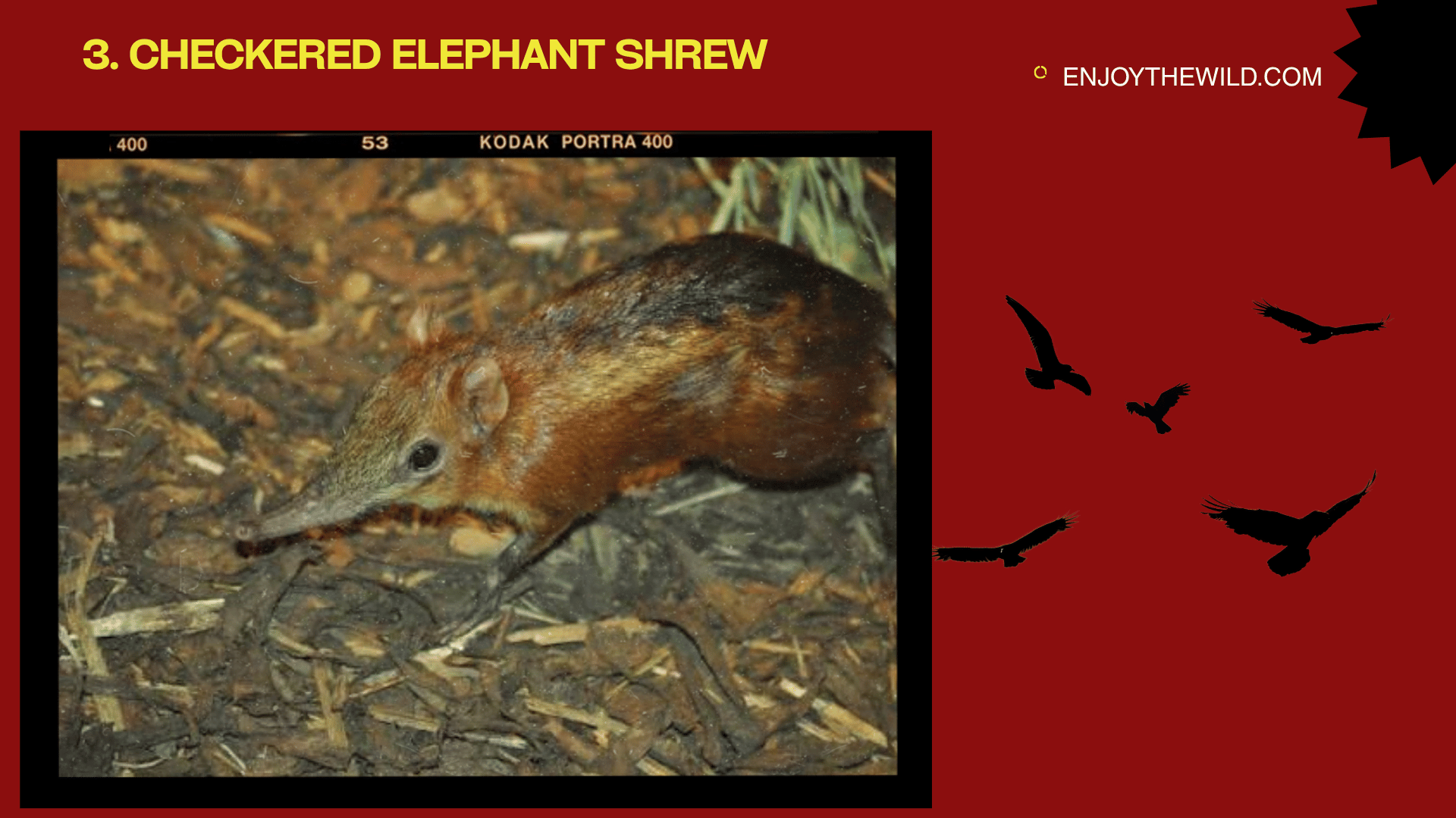 Checkered Elephant Shrew