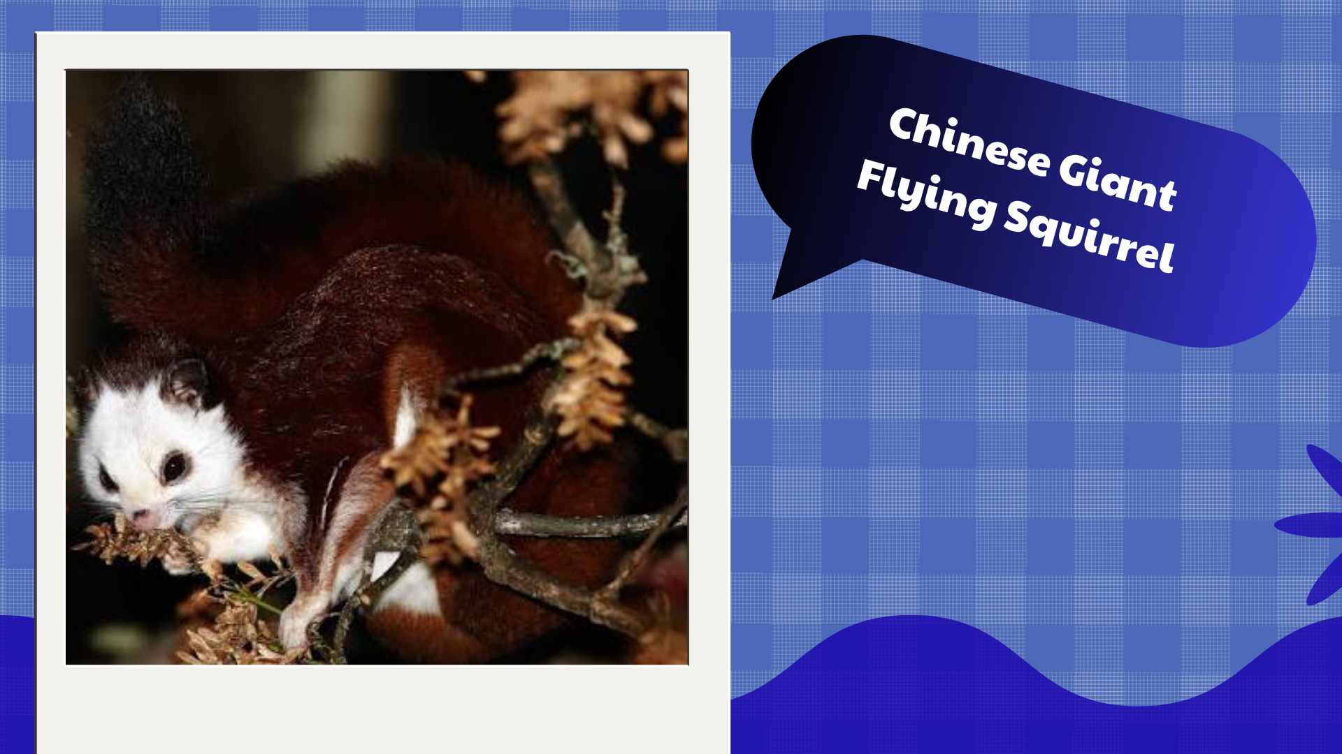 Chinese-Giant-Flying-Squirrel
