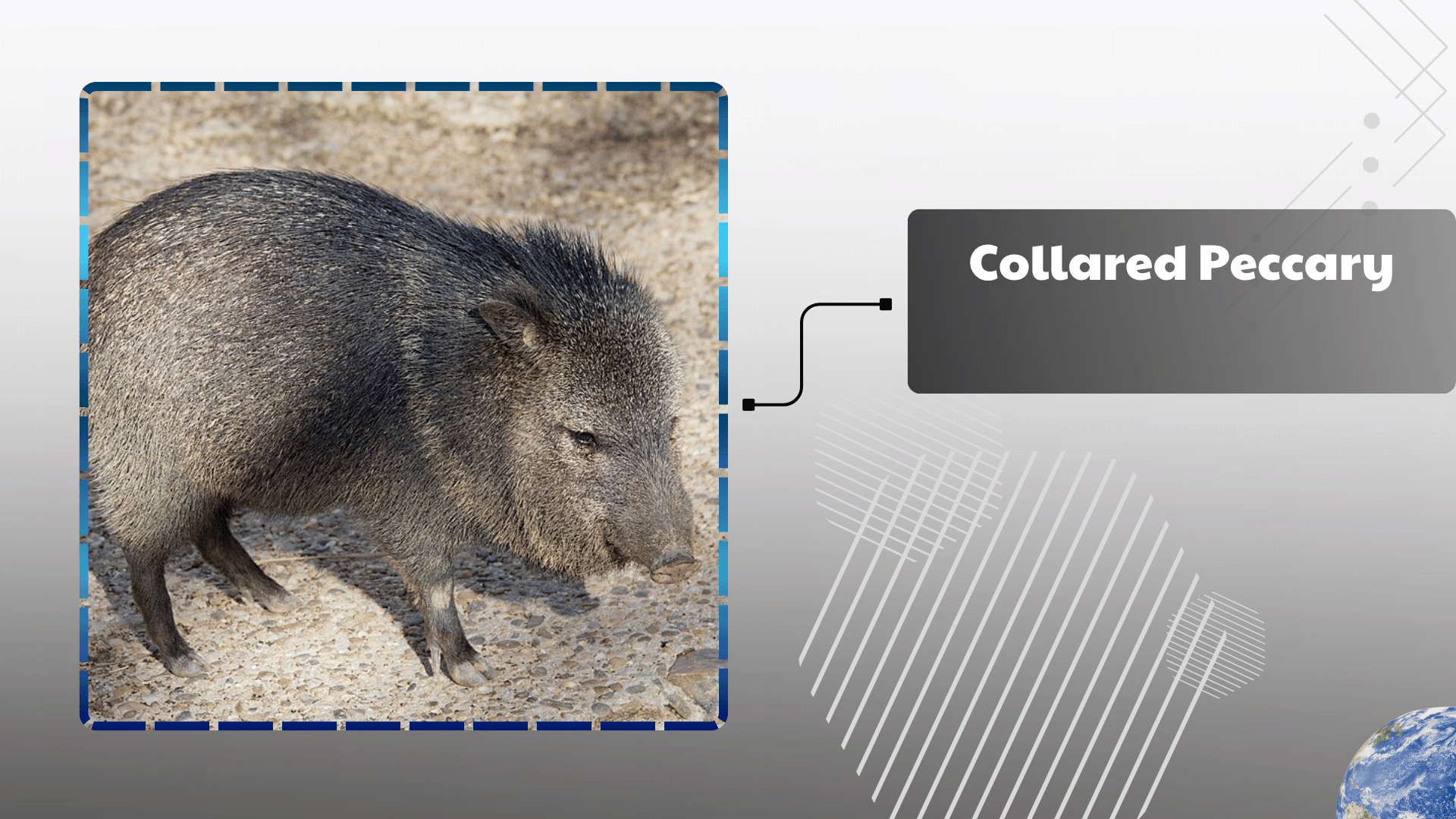 Collared-Peccary