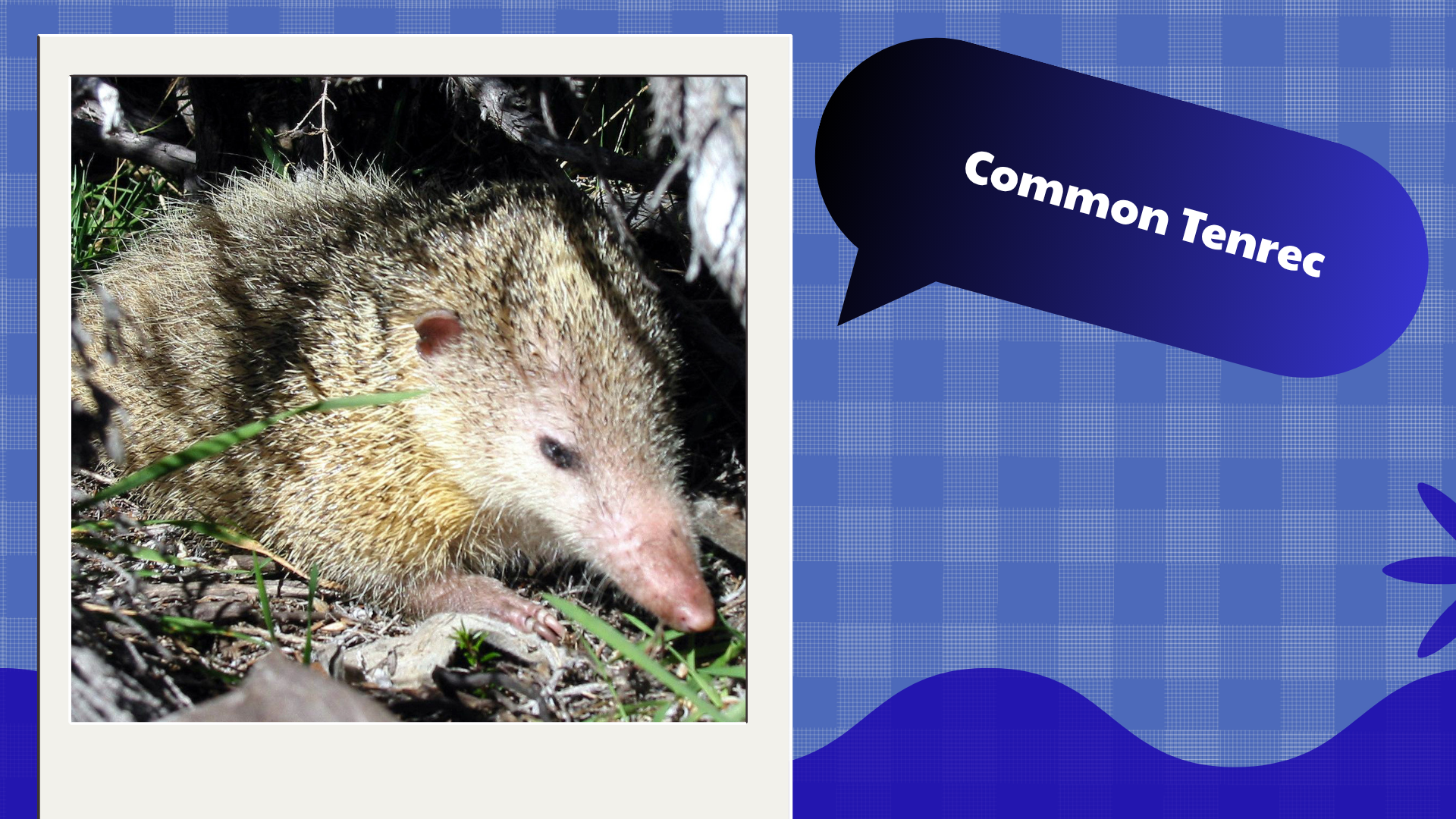 Common Tenrec