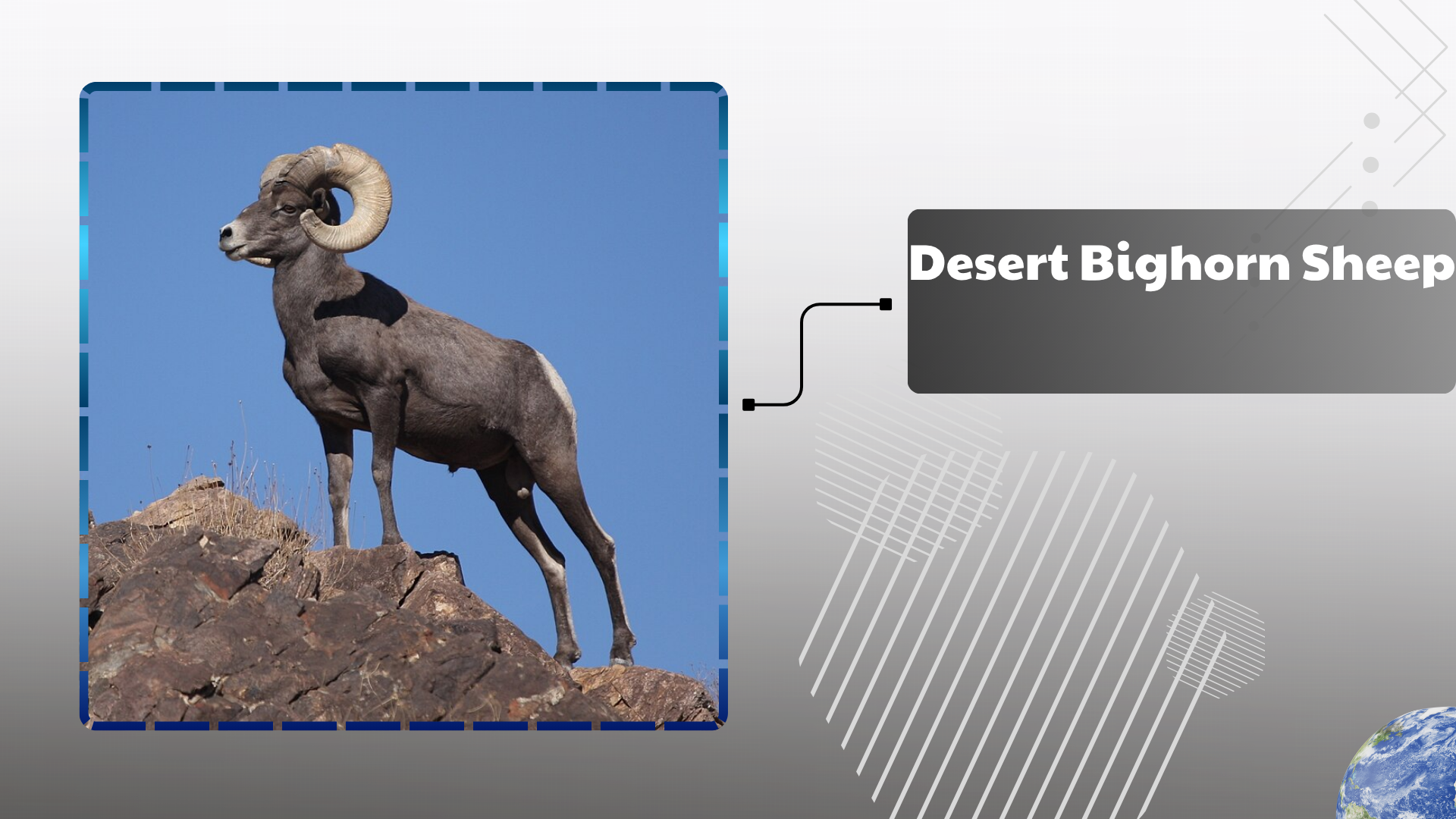 Desert Bighorn Sheep