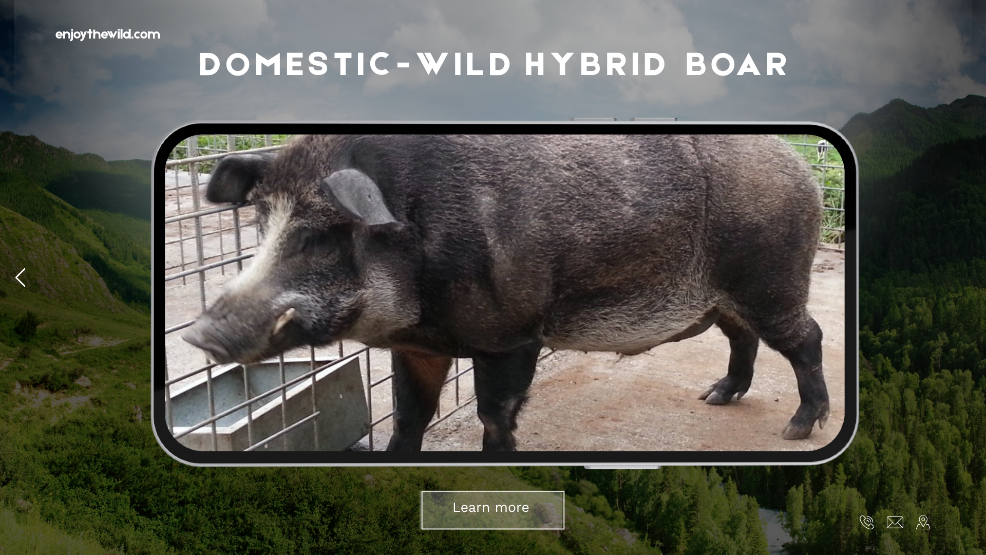 Domestic-Wild Hybrid Boar