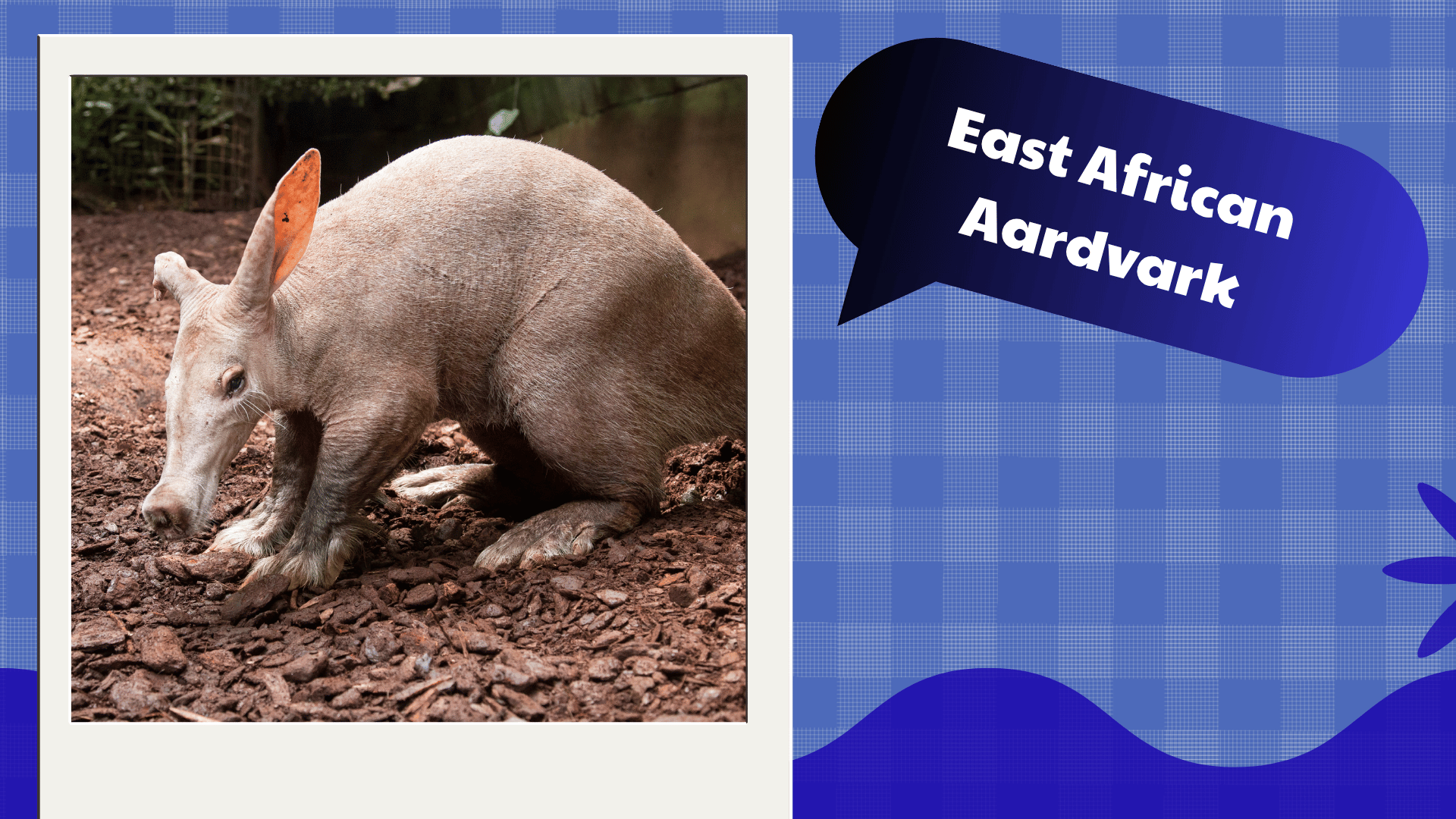 East African Aardvark