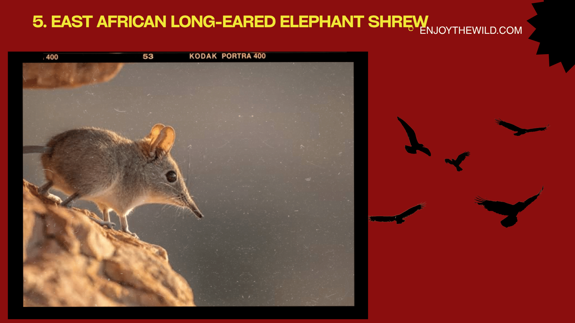 East African Long-Eared Elephant Shrew