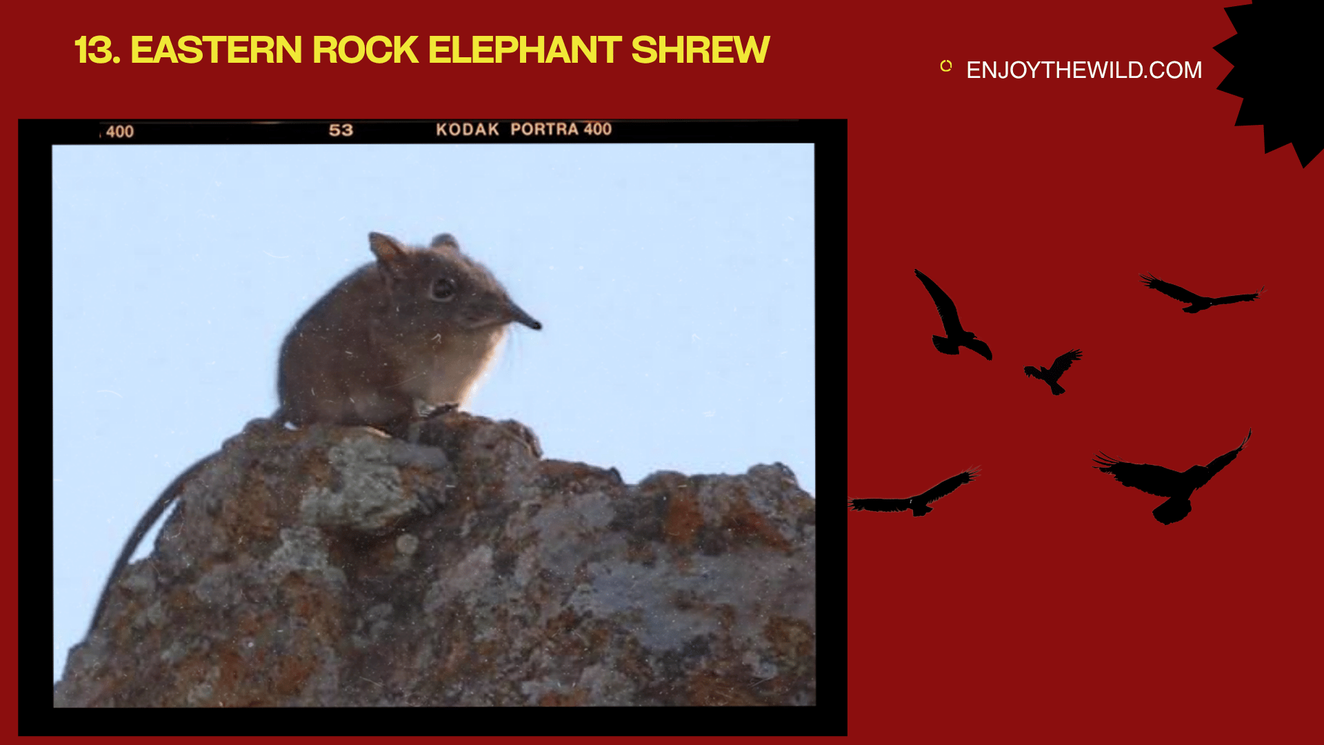 Eastern Rock Elephant Shrew