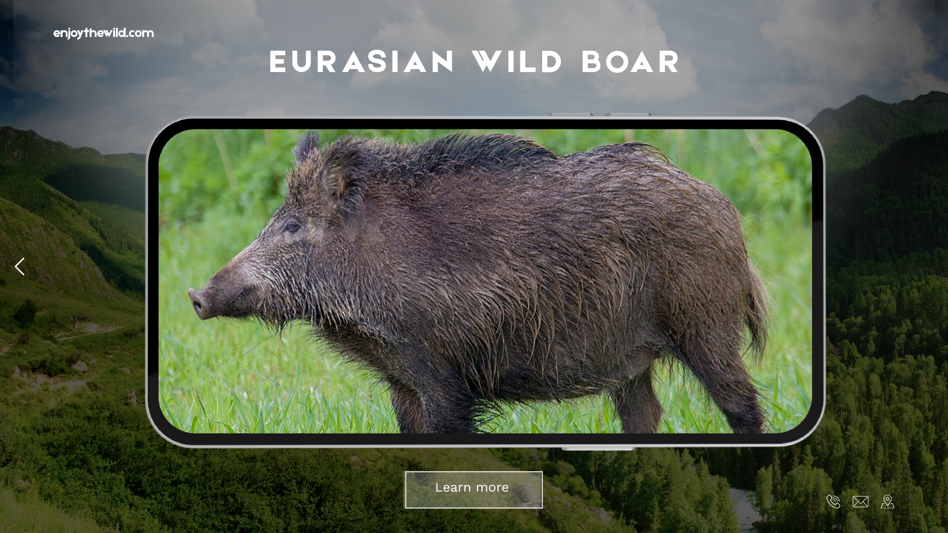 Eurasian Wild Boar
