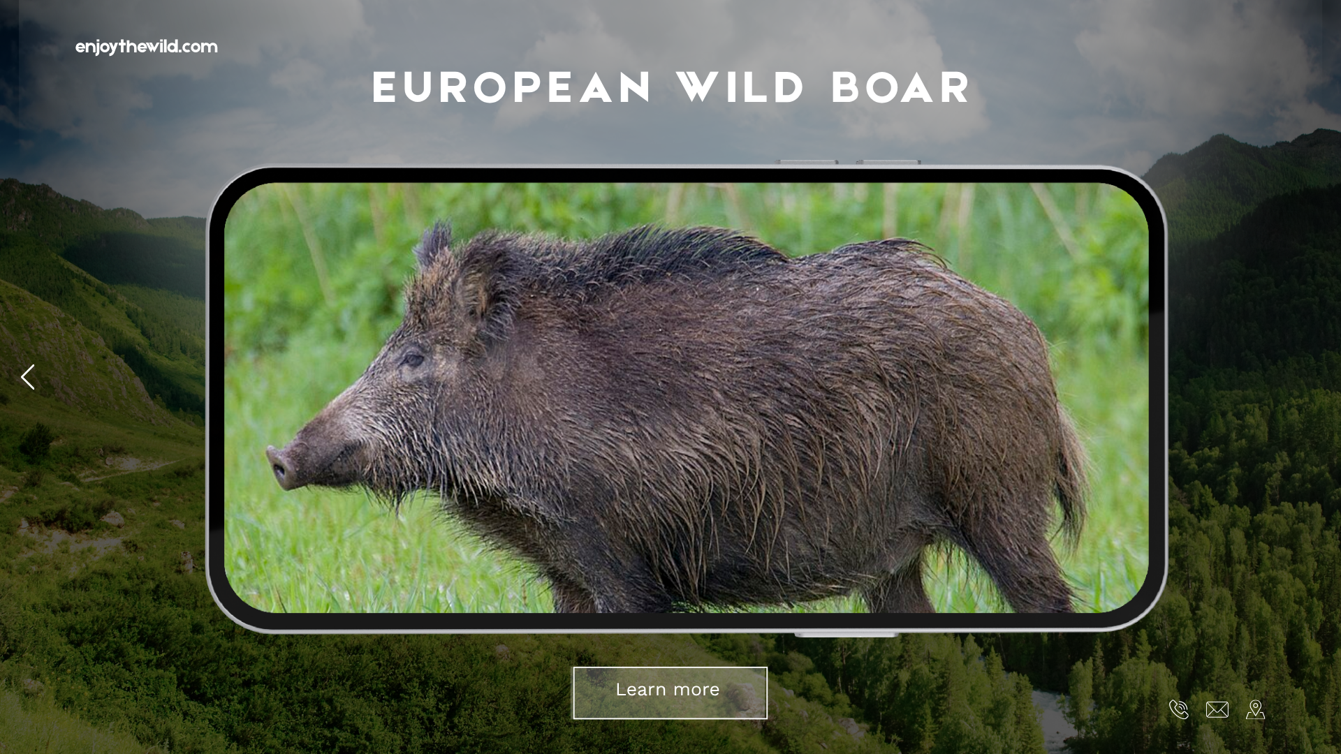 European Wild Boar