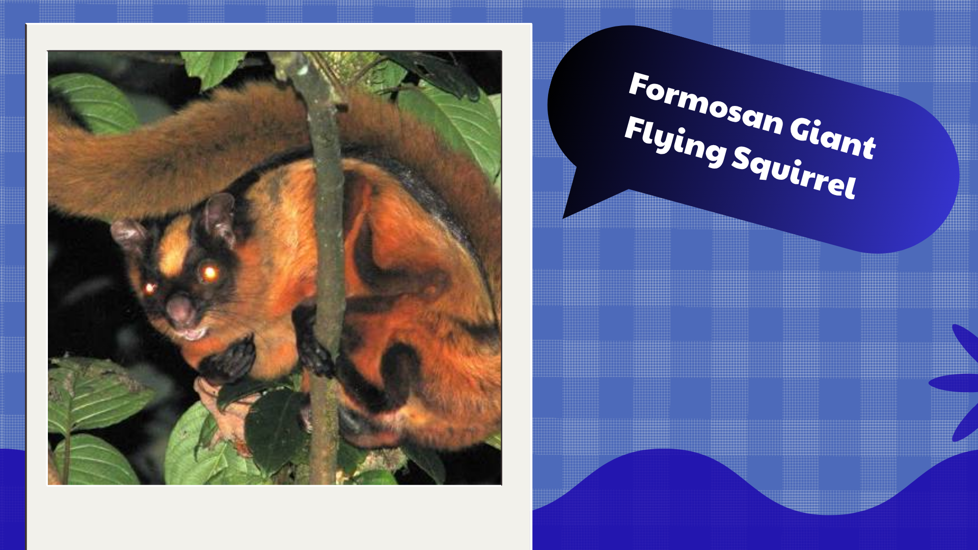 Formosan-Giant-Flying-Squirrel