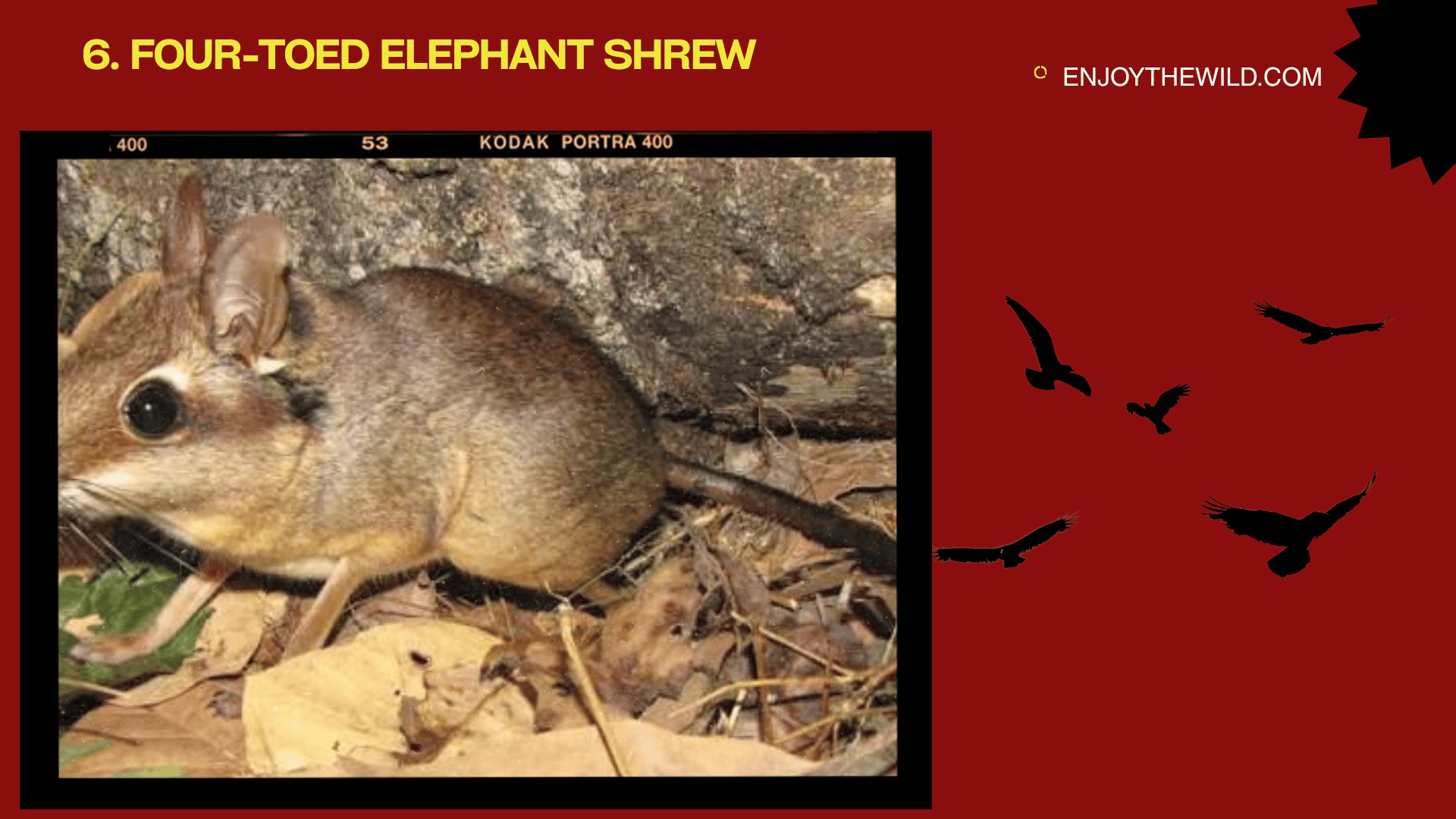 Four-Toed Elephant Shrew