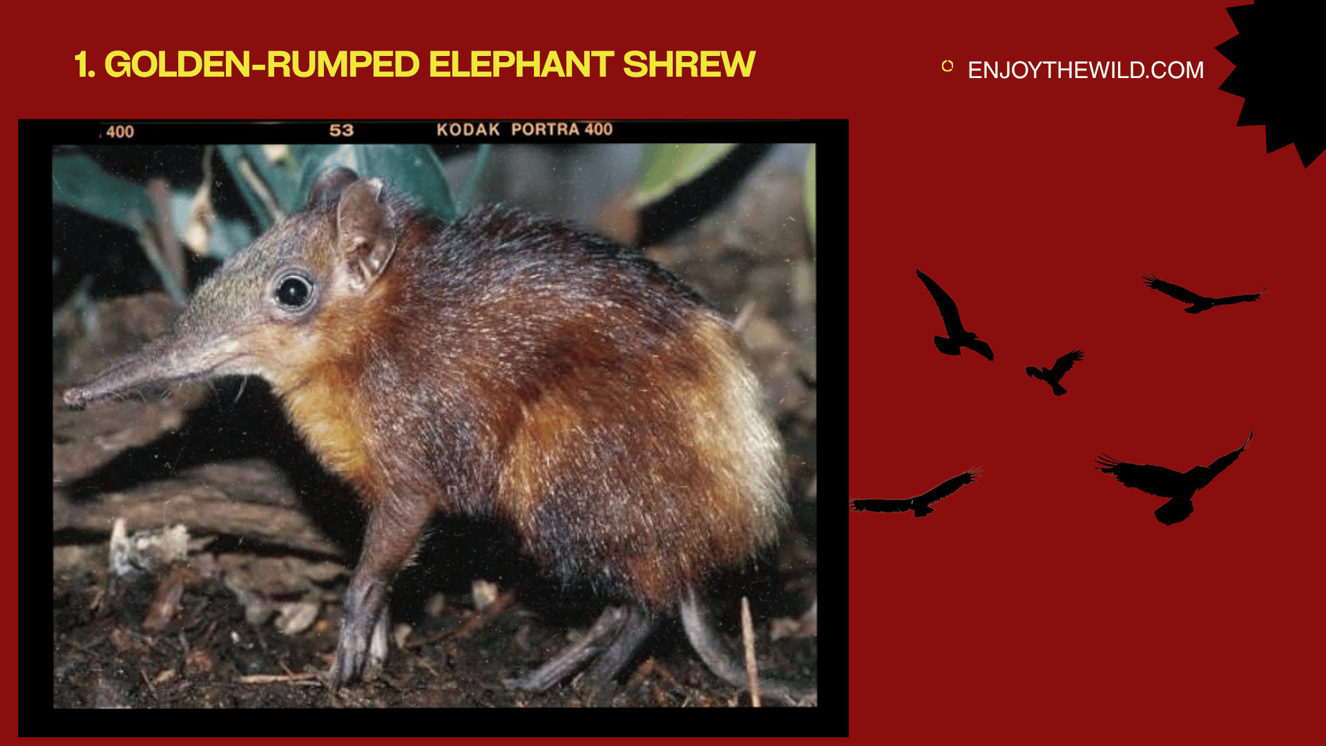 Golden-Rumped Elephant Shrew